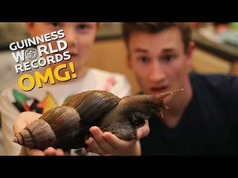 TOP 50 curiosities about SNAILS