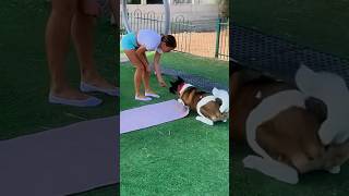 I said “Let’s work out”… he heard “Let’s play” #funnyshorts #doglover #fitnessgirl #dogfunny #shorts