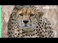 Three Cheetahs Vs Ostrich Life BBC Earth