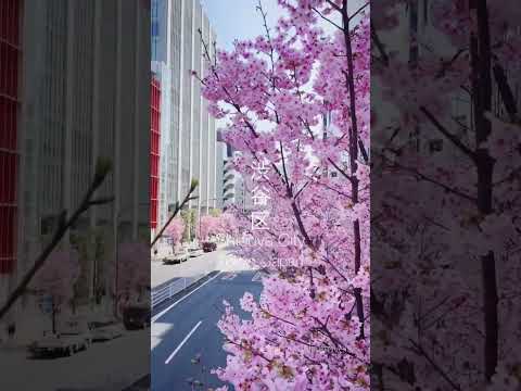 Sakura Full Bloom in Shibuya, Tokyo #cherryblossom #shibuya #tokyo #japan #japantravel #spring
