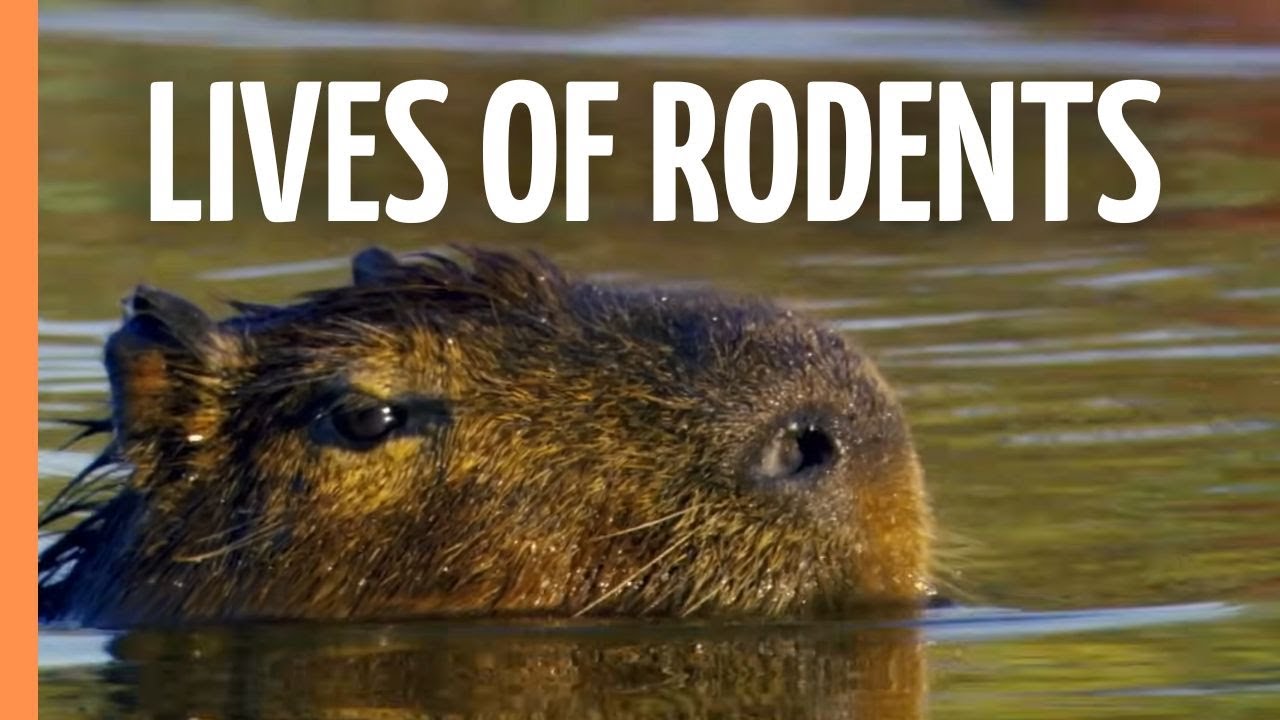 Tiny Titans - The Fascinating Lives of Rodents | Full Documentary