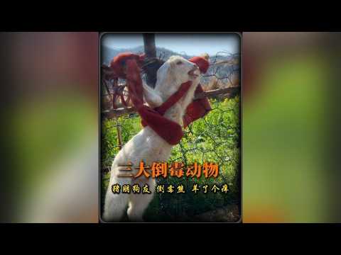 網際網路三大倒黴動物  #剪映 #動物 #動物的迷惑行為 #獵奇