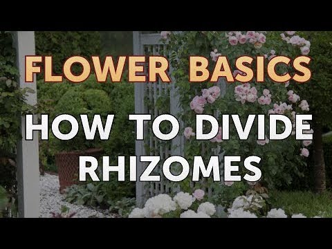 How to Get More Canna Lily Blooms