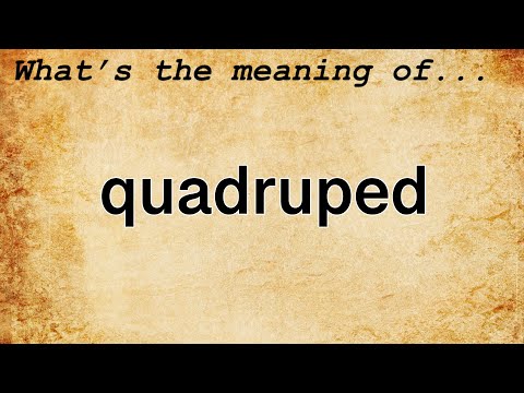 image-What is an example of quadruped?