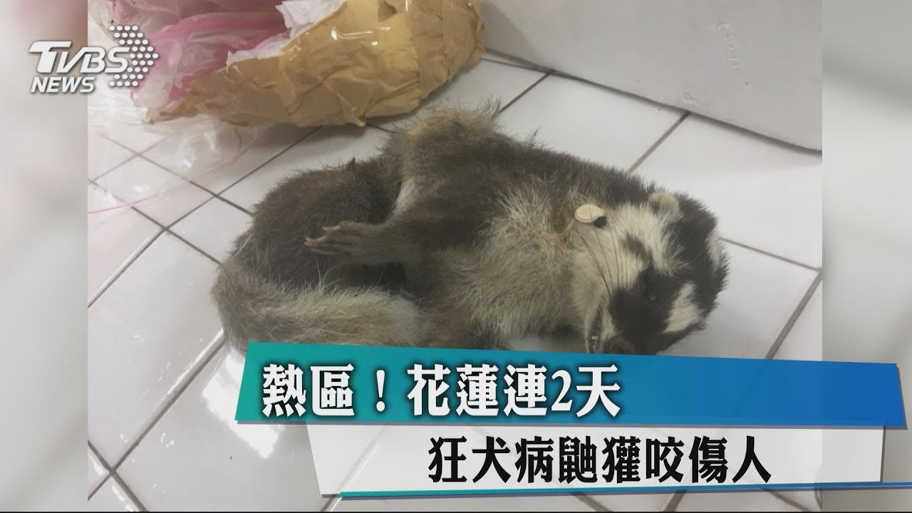 熱區!花蓮連2天狂犬病 鼬獾咬傷人
