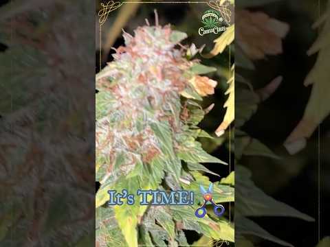 🍊 Orange President by FastBuds 420 | Final Look Before Harvest! ✂️🌿  #shorts
