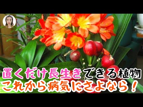 あなたの家に最適な健康植物5選 ライフスタイル