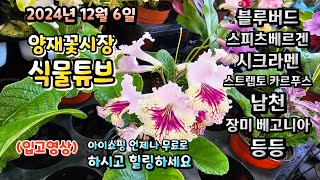 양재꽃시장 식물튜브 24년 12월 6일 입고영상 시청 하시면서 힐링타임 되세요~  #양재꽃시장 #식물튜브 #…