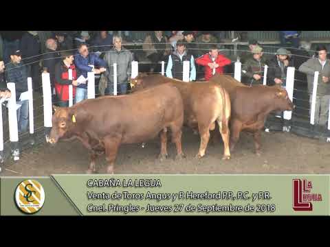 27-09-18 Venta de Toros Angus y P. Hereford P.P., P.C. y P.R. - Cab. La Legua S.A. - C. Pringles