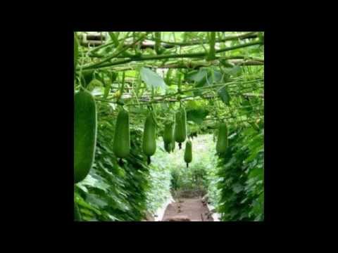 download lagu mp3 mp4 Cambodian Vegetables List, download lagu Cambodian Vegetables List gratis, unduh video klip Cambodian Vegetables List