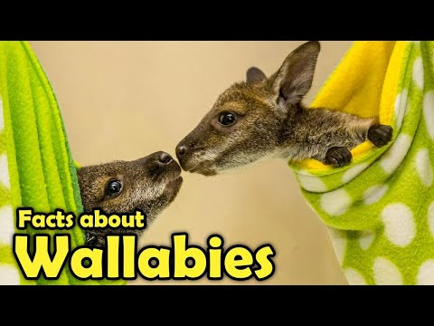 10 Cute Wallaby Facts You Won't Believe! (Mini Kangaroos? )