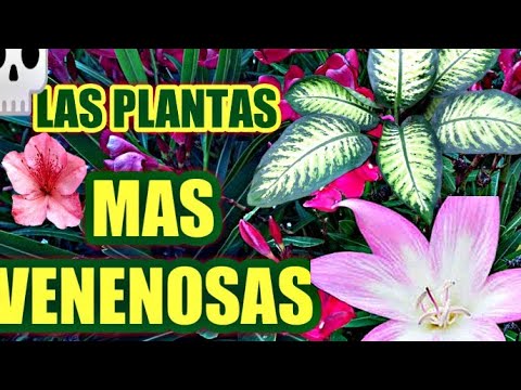 , title : '9 PLANTAS VENENOSAS QUE ESTÁN EN TU JARDÍN.😱🌿💀🌱☠️'