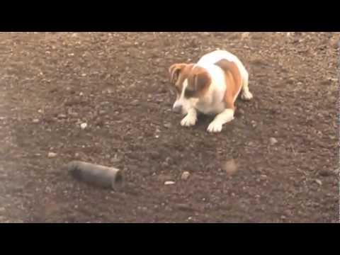 A Jack Rustle's Adventure (NOT MY DOG)