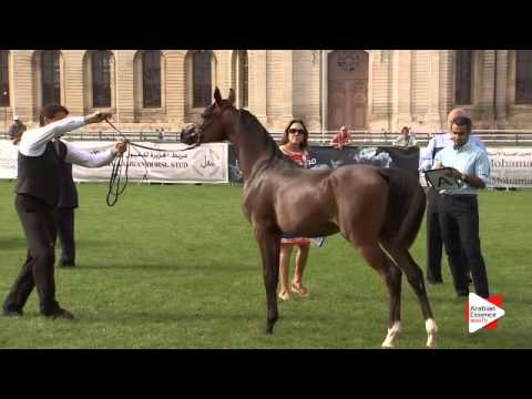 N.58 AJA WICTOR - Chantilly 2015 ABCE - Colts 1 year old (Class 6A)