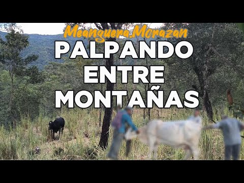 PALPANDO vacas entre MONTAÑAS, MORAZAN en El Salvador