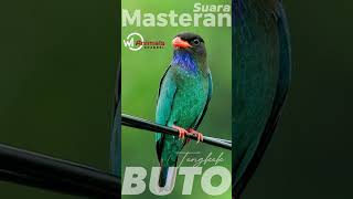 Download lagu Masteran ampuh Tengkek Buto #wildlife #wildlifeanimals mp3 Download lagu Masteran ampuh Tengkek Buto #wildlife #wildlifeanimals mp3