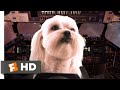 Star Paws 2016 Cat Dog Fight Scene 3 10 Movieclips