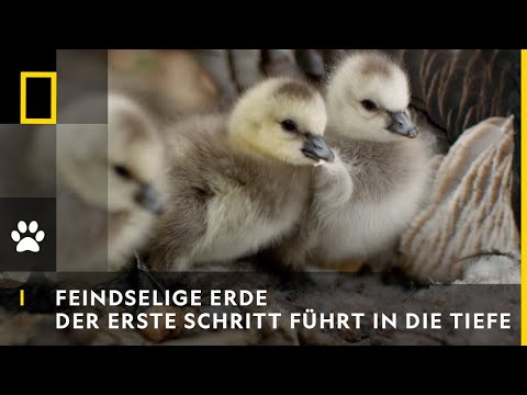 FEINDSELIGE ERDE - Der erste Schritt führt 120 Meter in die Tiefe | National Geographic