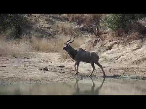 Djuma: Kudu bull - 11:46 - 06/30/20