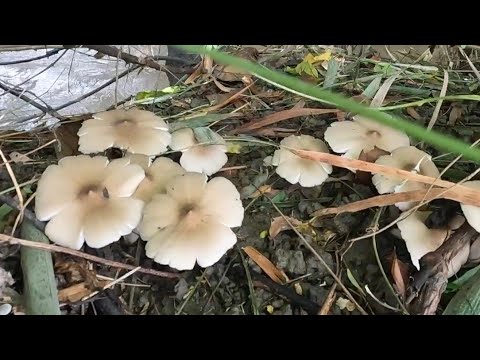 EP732-P1 - Mushroom Forage and Cook | Occ. Mindoro