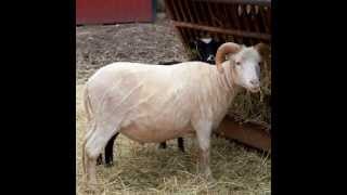 Ja är ett litet ylle