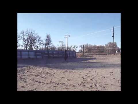 Mustang trotting to music