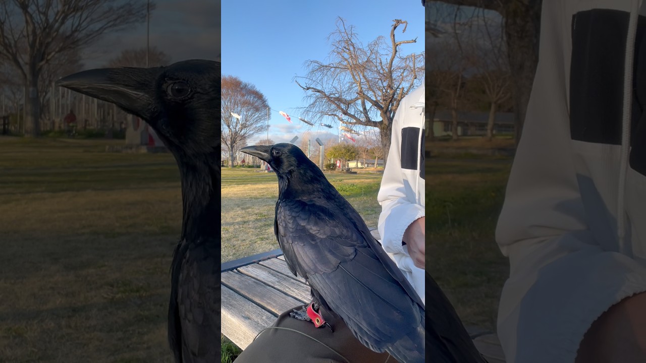 [こいのぼりがちょっと怖いカラス]  #shorts  #birds #カラス #crow