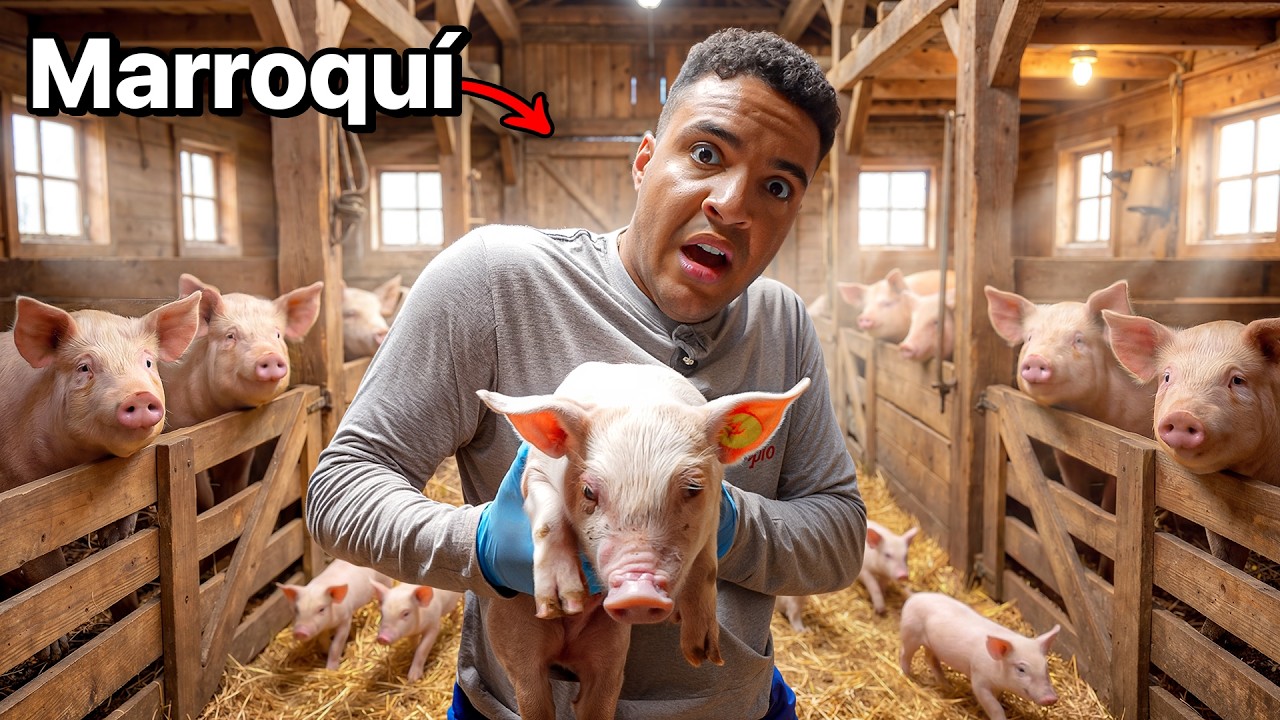 MARROQUÍ VISITA GRANJA DE CERDOS 🐷 