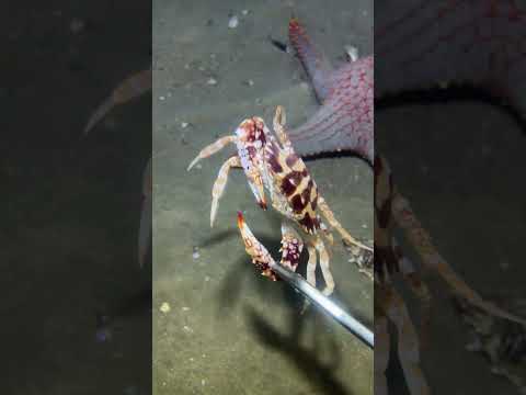 Fishing at the bottom of the sea