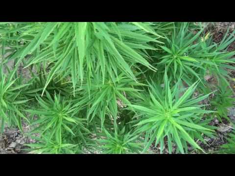 "The 3 Sisters" - Master Kush (18 weeks) (Nirvana)