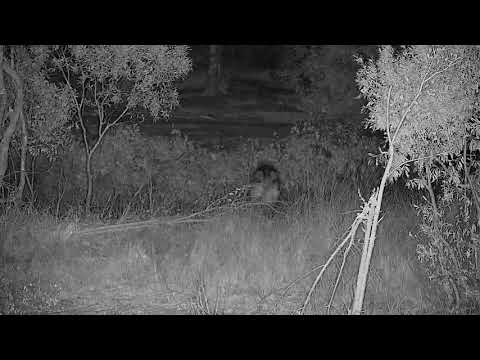 Djuma: Lone Hyena walks by and then across the dam wall - 23:22 - 08/10/21