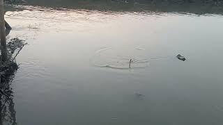 Tak kusangka di sini terdapat ikan babon 18KG #mancingmania #fiahing