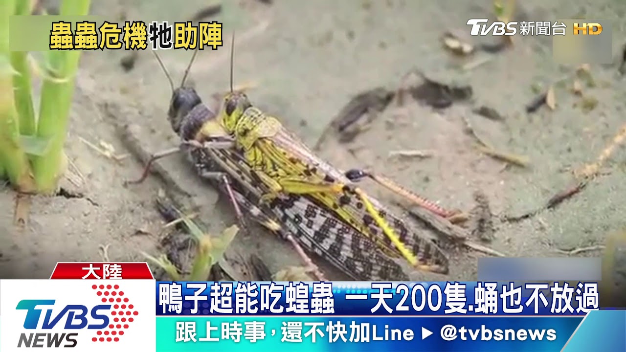千億蝗蟲將抵邊境　傳陸10萬鴨子軍出征