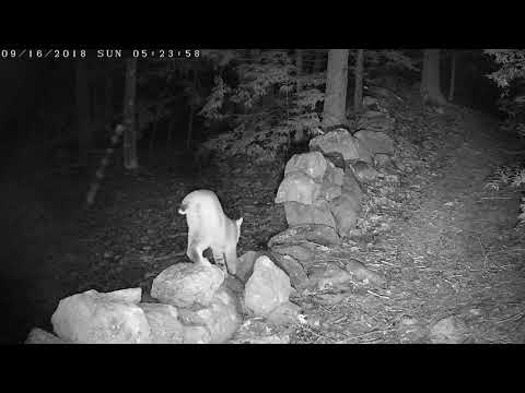 Bobcat walks on top of a rock wall