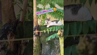 Loitering Cat..🥰😻 #cat#shortsfeed #shorts #funny #loiteringcat