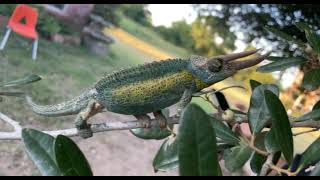 Chameleon Reptiles Videos