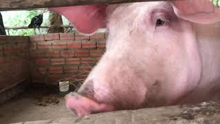 #pig #animallife #funnyanimal #animals #funnyfarmanimal #funnypig #beautifulpig #amazingdogs #piggy