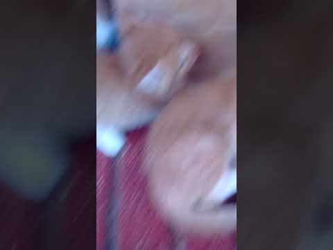 Los gatitos de mama y misu misu elibel