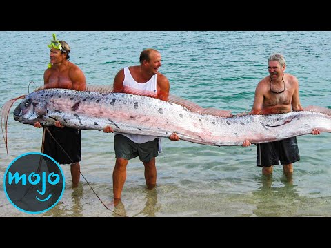 十大神話中的動物，其實是真實存在的。 (Top 10 Mythical Animals That Are Actually Real)