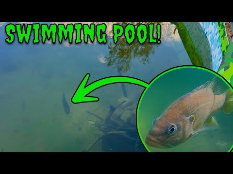 I Turned My Swimming Pool Into A Freshwater Pond Ecosystem! (Did It Survive Winter???)