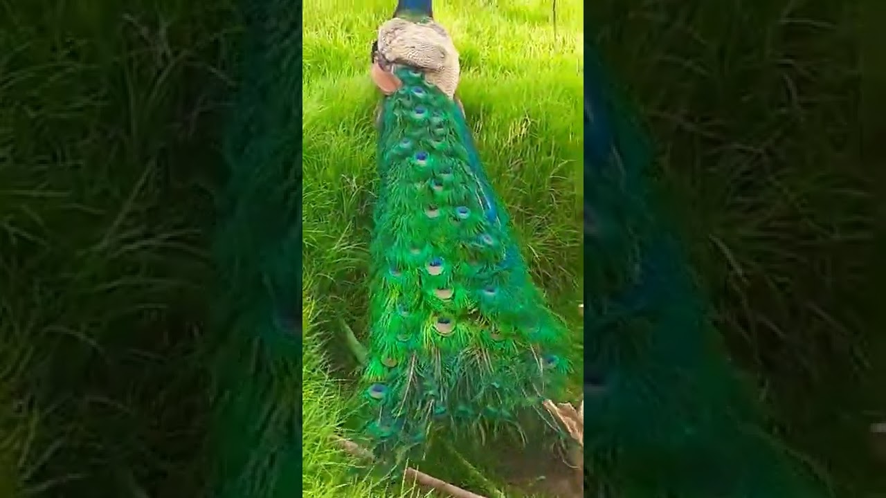 #bulu #burungmerak  tercantik segalanya 👍#shorts