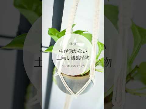 クロイラクサ 植物