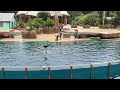 Dolphin Adventures Finale New Show In 4K SeaWorld Orlando July 19th 2021