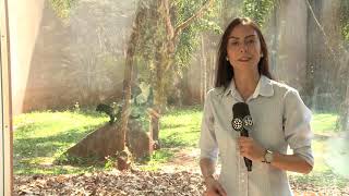 Miniatura do vídeo