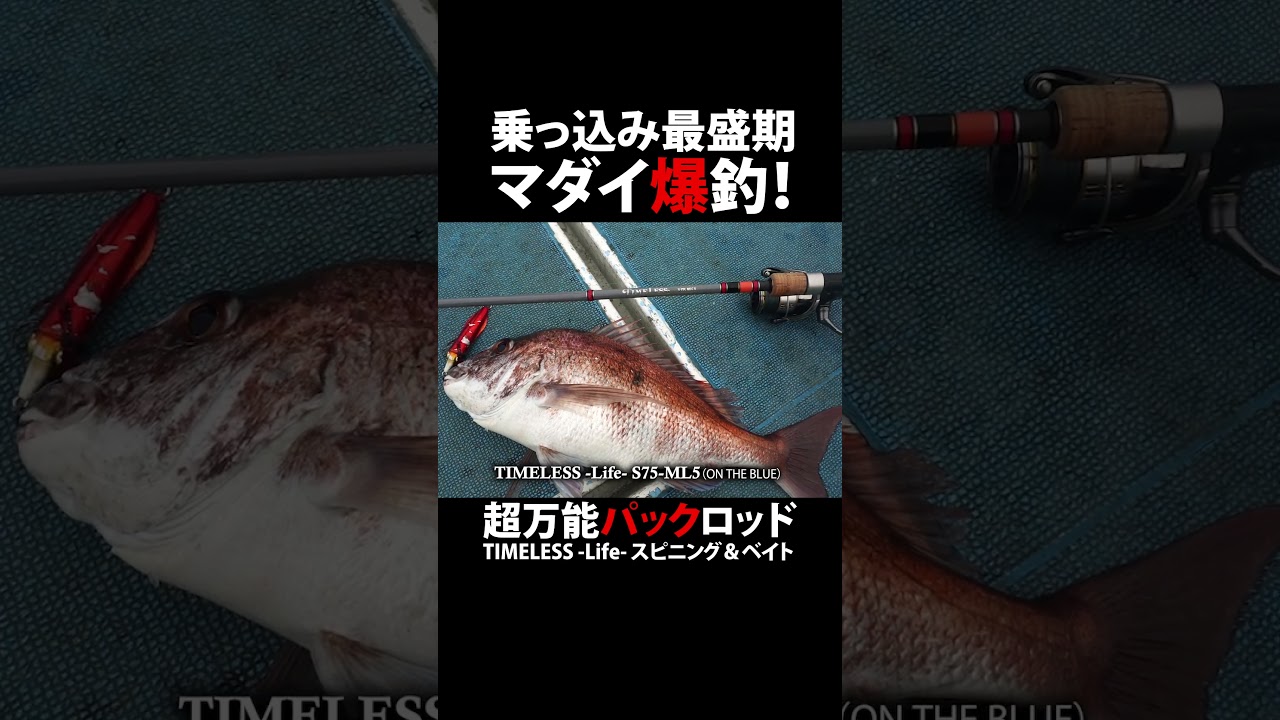 【タイラバ／キャスティング】乗っ込み最盛期／マダイ爆釣！