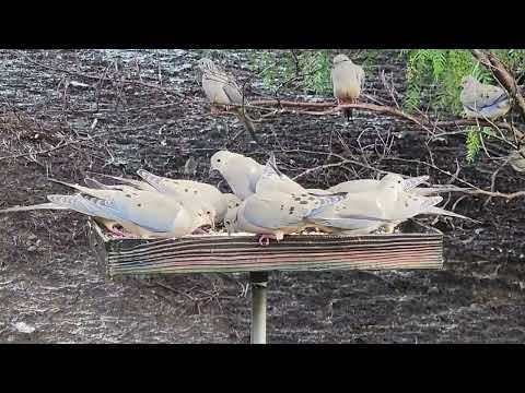 Mourning Doves at Birdfeeder 4K