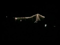 Christmas Lights Dance To All I Want For Christmas