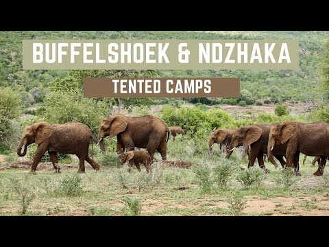 Buffelshoek & Ndzhaka Tented Camps - Manyeleti Game Reserve (official video)