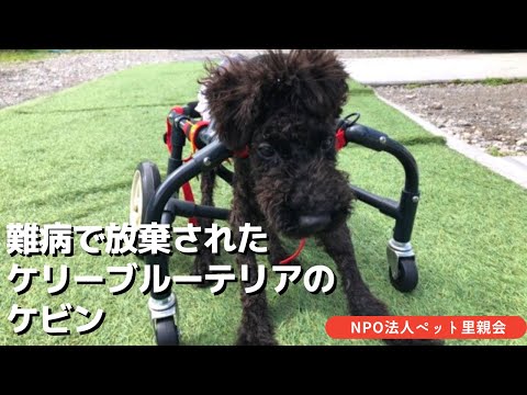 ケリーブルーテリア