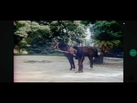 O Cinderelo Trapalhão (Destruindo a Casa deles) 1979